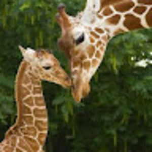 Meet your Posher, Andi